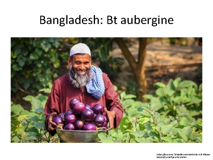 Bangladesh: Bt aubergine Faites glisser avec l'aimable autorisation de Arif Alliance Hossain/Cornell pour la