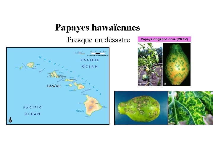 Papayes hawaïennes Presque un désastre 