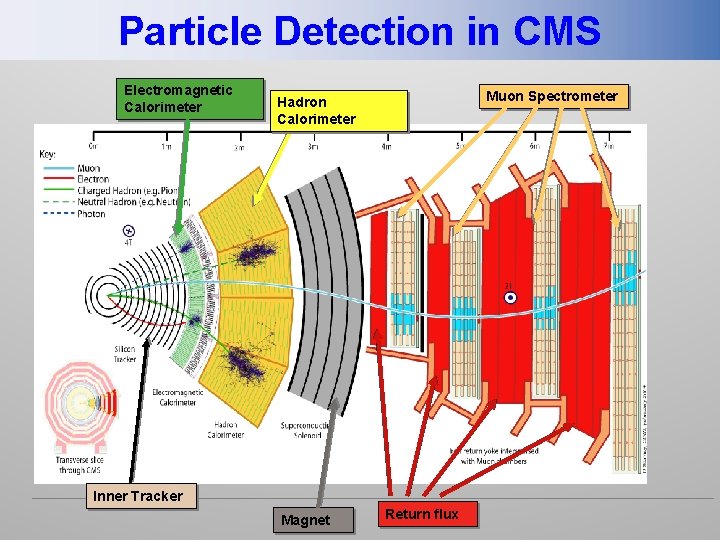 Particle Detection in CMS Electromagnetic Calorimeter Muon Spectrometer Hadron Calorimeter Inner Tracker Magnet Return