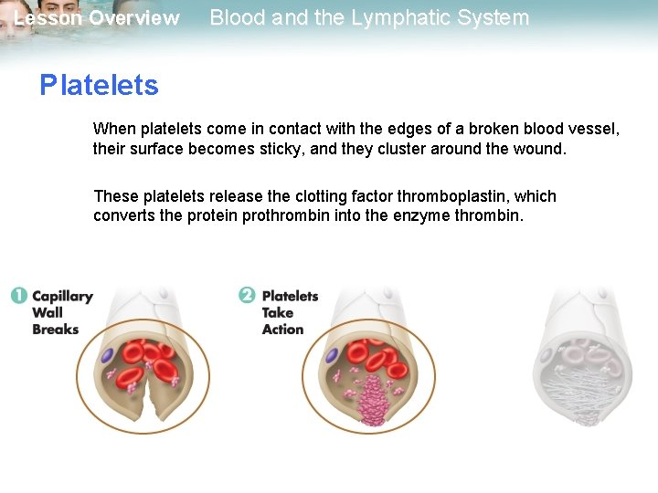 Lesson Overview Blood and the Lymphatic System Platelets When platelets come in contact with