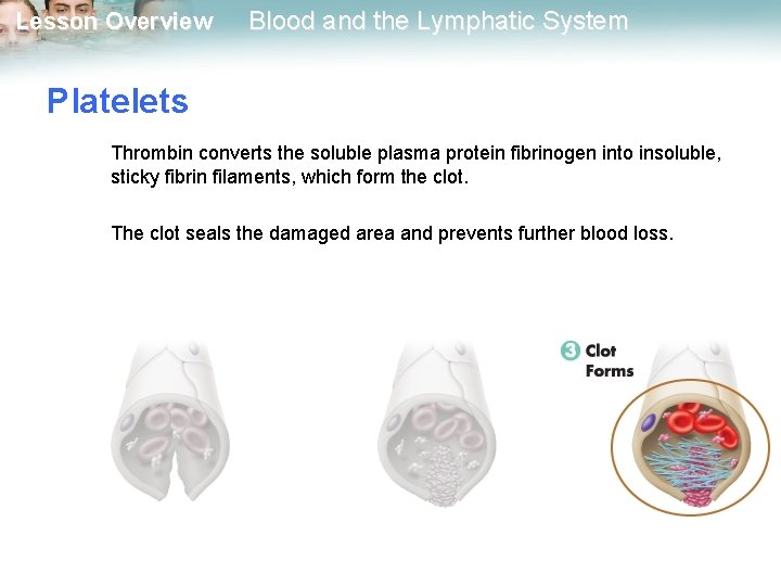 Lesson Overview Blood and the Lymphatic System Platelets Thrombin converts the soluble plasma protein
