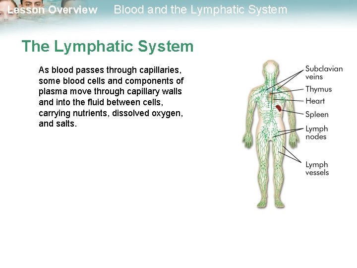 Lesson Overview Blood and the Lymphatic System The Lymphatic System As blood passes through