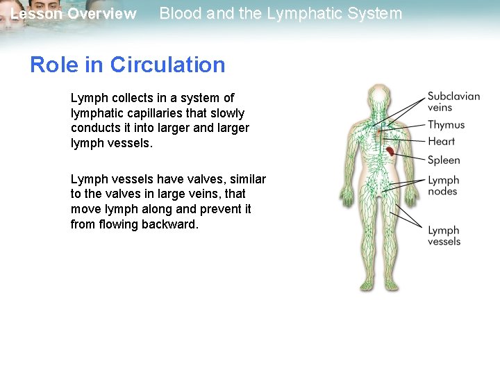 Lesson Overview Blood and the Lymphatic System Role in Circulation Lymph collects in a