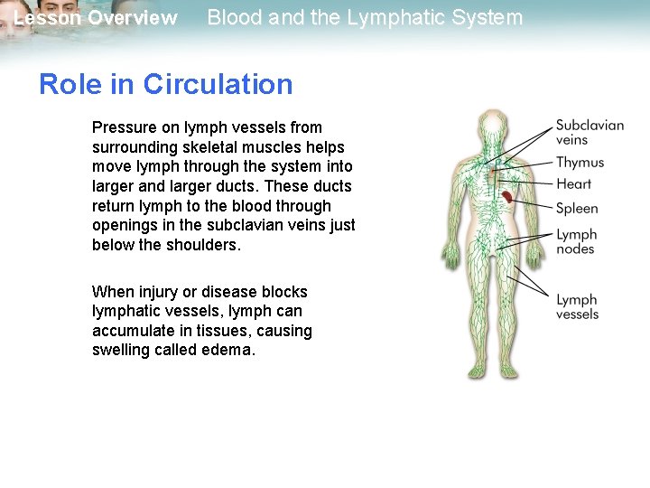 Lesson Overview Blood and the Lymphatic System Role in Circulation Pressure on lymph vessels