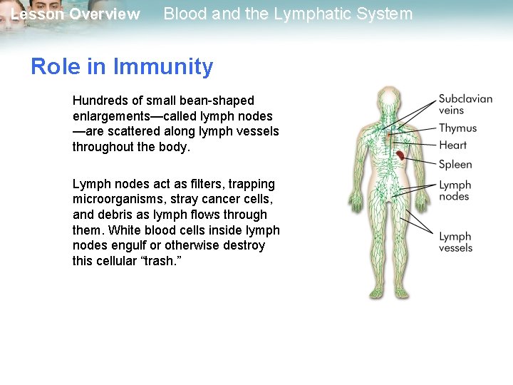 Lesson Overview Blood and the Lymphatic System Role in Immunity Hundreds of small bean-shaped