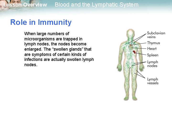 Lesson Overview Blood and the Lymphatic System Role in Immunity When large numbers of