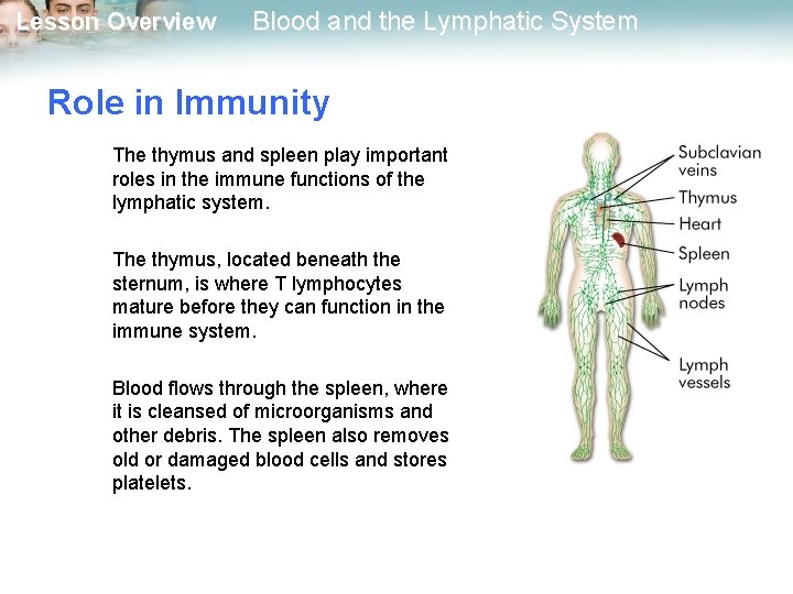 Lesson Overview Blood and the Lymphatic System Role in Immunity The thymus and spleen