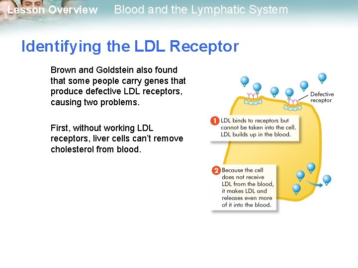 Lesson Overview Blood and the Lymphatic System Identifying the LDL Receptor Brown and Goldstein