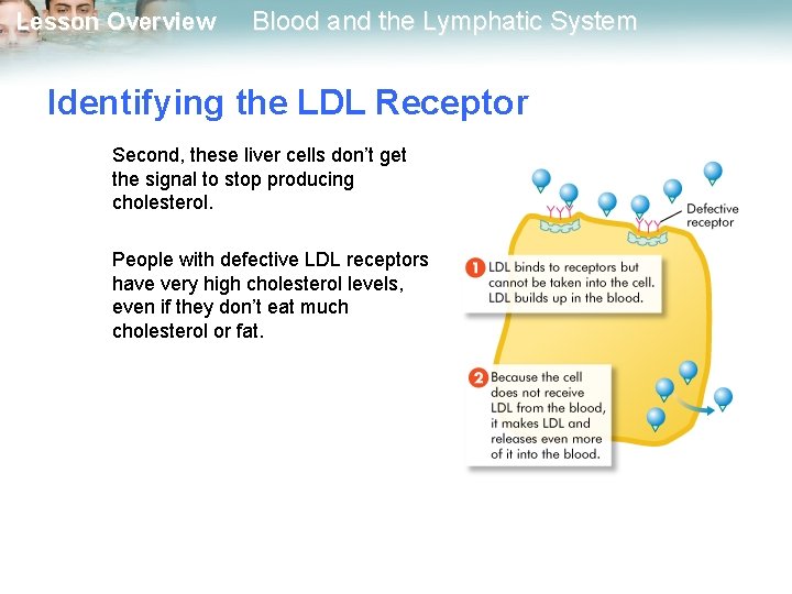 Lesson Overview Blood and the Lymphatic System Identifying the LDL Receptor Second, these liver