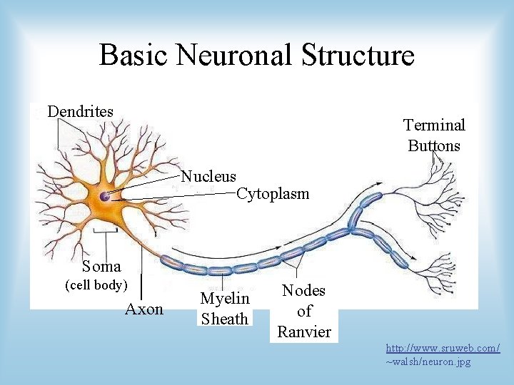 Basic Neuronal Structure Dendrites Terminal Buttons Nucleus Cytoplasm Soma (cell body) Axon Myelin Sheath