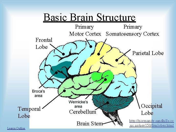 Basic Brain Structure Frontal Lobe Temporal Lobe Primary Motor Cortex Somatosensory Cortex Parietal Lobe