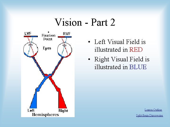 Vision - Part 2 • Left Visual Field is illustrated in RED • Right