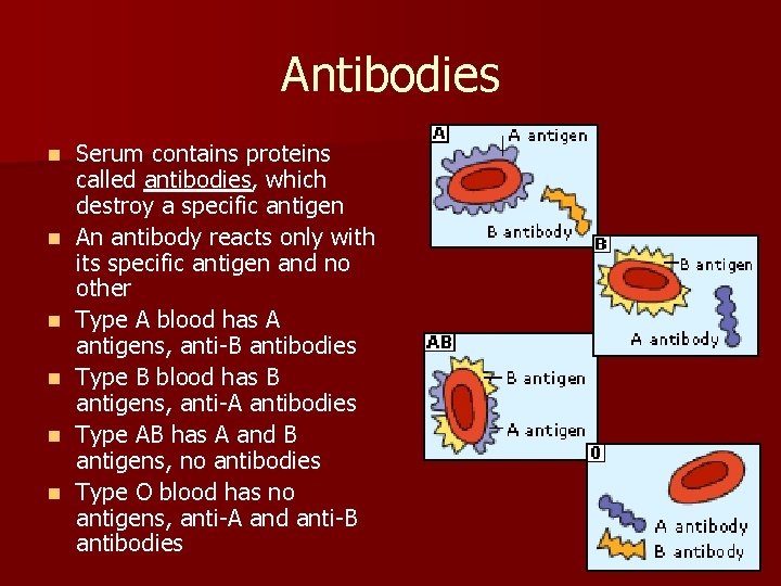 Antibodies n n n Serum contains proteins called antibodies, which destroy a specific antigen Antibodies n n n Serum contains proteins called antibodies, which destroy a specific antigen