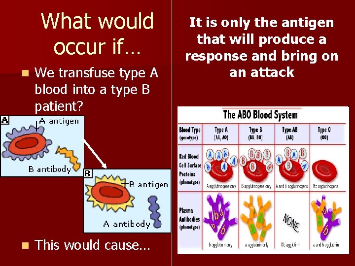 What would occur if… n We transfuse type A blood into a type B What would occur if… n We transfuse type A blood into a type B