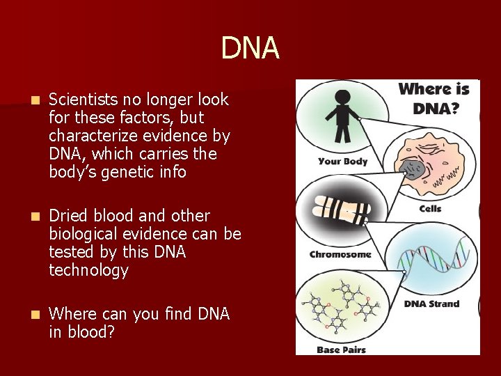 DNA n Scientists no longer look for these factors, but characterize evidence by DNA, DNA n Scientists no longer look for these factors, but characterize evidence by DNA,