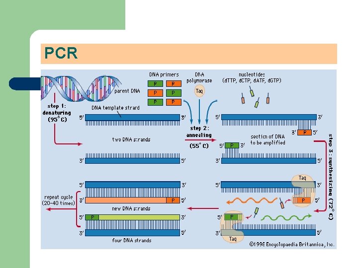 PCR 