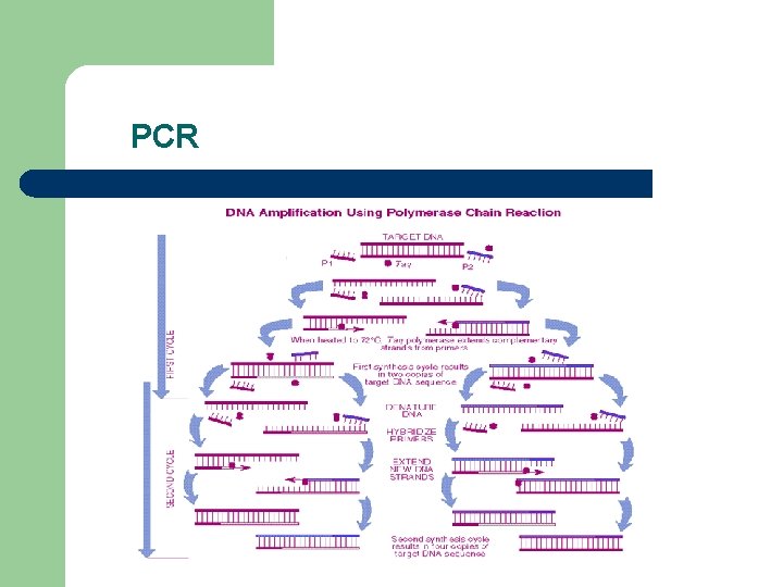 PCR 