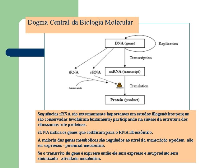 Dogma Central da Biologia Molecular Sequências r. RNA são extremamente importantes em estudos filogenéticos