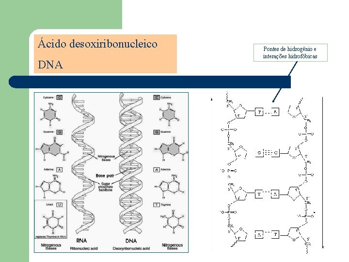 Ácido desoxiribonucleico DNA Deoxyribonucleic Acid Pontes de hidrogênio e interações hidrofóbicas 