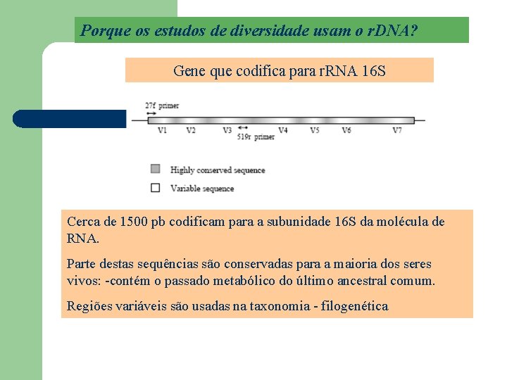 Porque os estudos de diversidade usam o r. DNA? Gene que codifica para r.