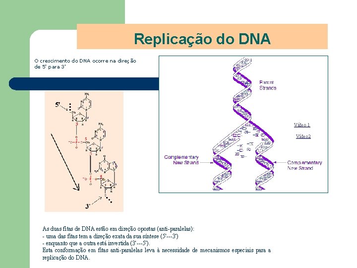 Replicação do DNA O crescimento do DNA ocorre na direção de 5' para 3'