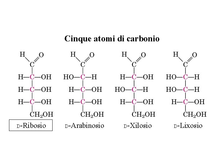 Cinque atomi di carbonio D-Ribosio D-Arabinosio D-Xilosio D-Lixosio 