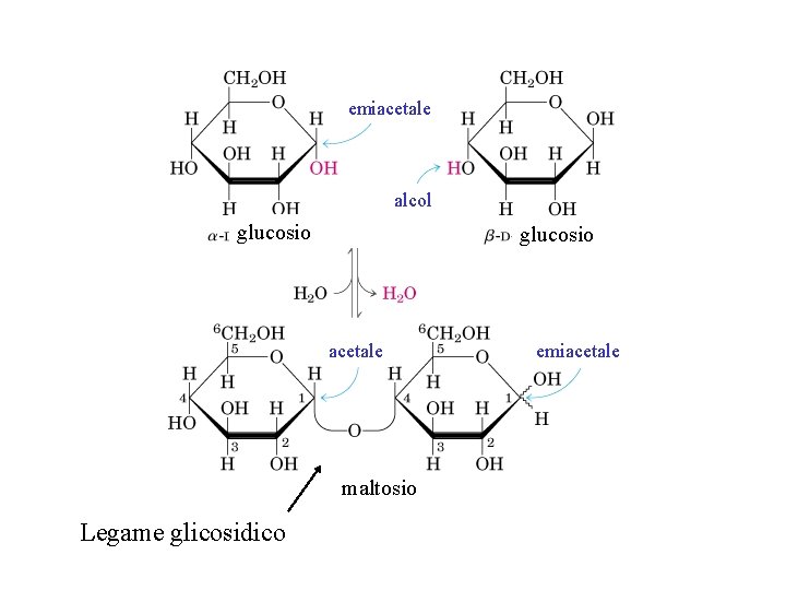 emiacetale alcol glucosio acetale maltosio Legame glicosidico emiacetale 