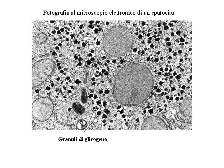 Fotografia al microscopio elettronico di un epatocita Granuli di glicogeno 