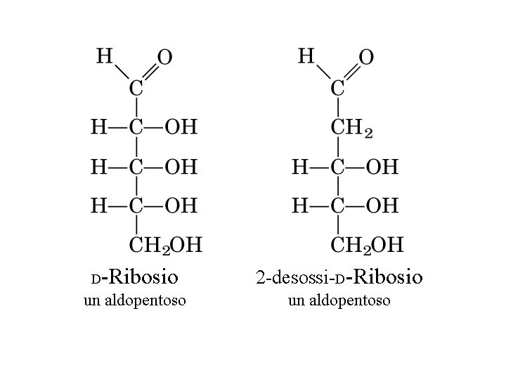 D -Ribosio un aldopentoso 2 -desossi-D-Ribosio un aldopentoso 