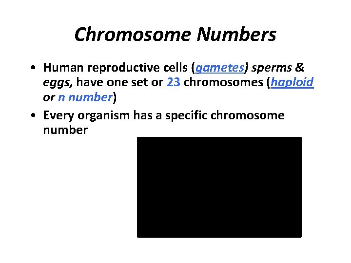 Chromosome Numbers • Human reproductive cells (gametes) sperms & eggs, have one set or