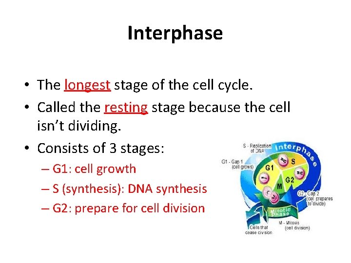 Interphase • The longest stage of the cell cycle. • Called the resting stage
