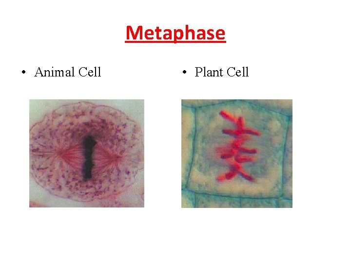 Metaphase • Animal Cell • Plant Cell 