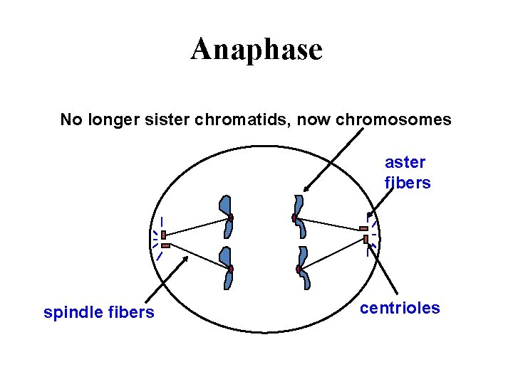Anaphase No longer sister chromatids, chromatids now chromosomes aster fibers spindle fibers centrioles 