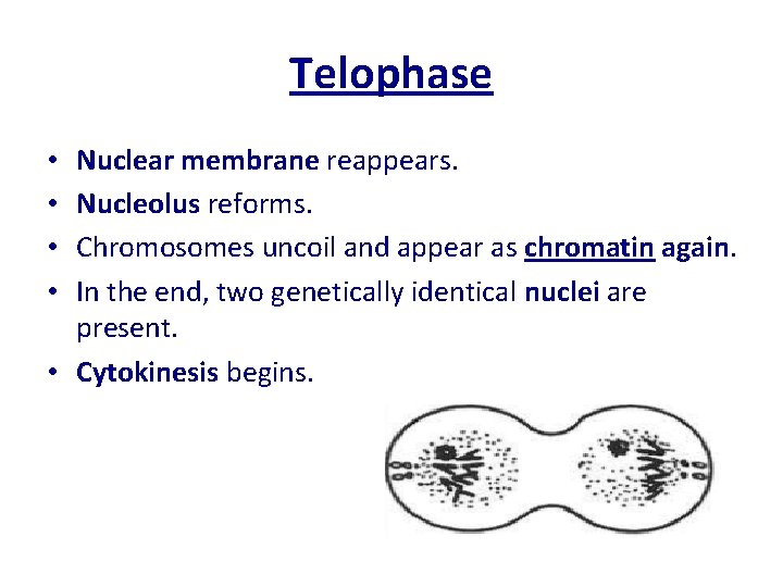 Telophase Nuclear membrane reappears. Nucleolus reforms. Chromosomes uncoil and appear as chromatin again. In