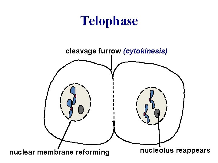 Telophase cleavage furrow (cytokinesis) nuclear membrane reforming nucleolus reappears 