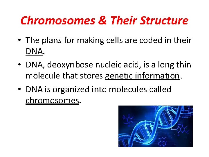 Chromosomes & Their Structure • The plans for making cells are coded in their