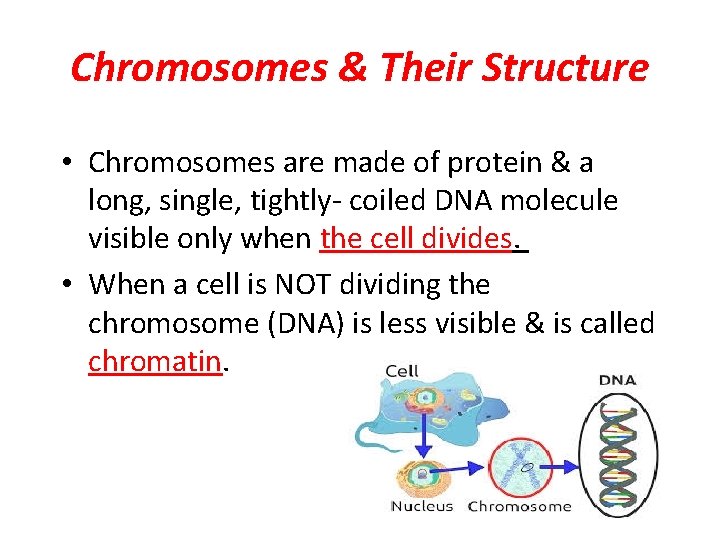 Chromosomes & Their Structure • Chromosomes are made of protein & a long, single,