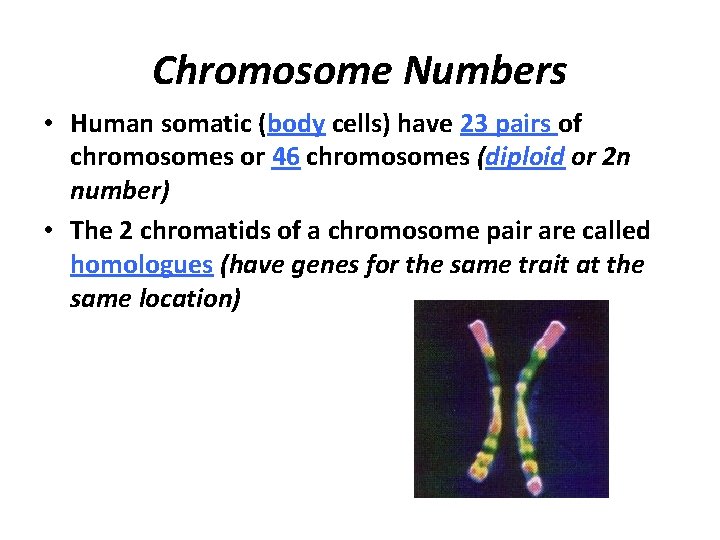 Chromosome Numbers • Human somatic (body cells) have 23 pairs of chromosomes or 46