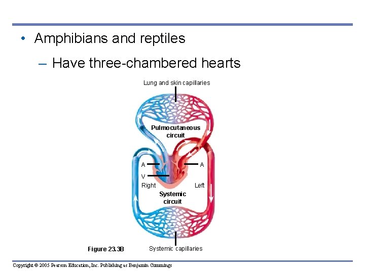  • Amphibians and reptiles – Have three-chambered hearts Lung and skin capillaries Pulmocutaneous