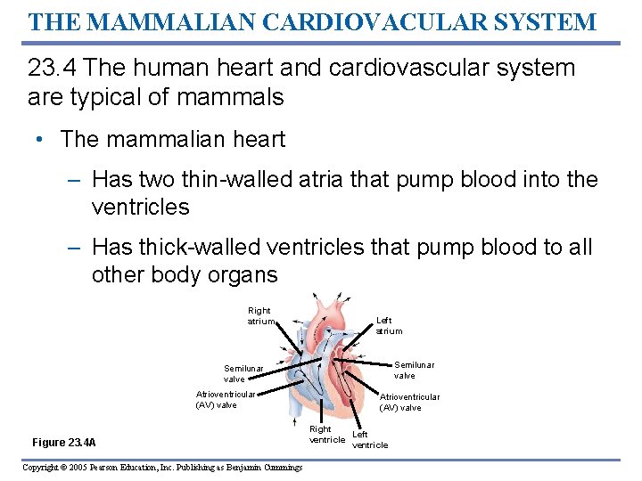 THE MAMMALIAN CARDIOVACULAR SYSTEM 23. 4 The human heart and cardiovascular system are typical
