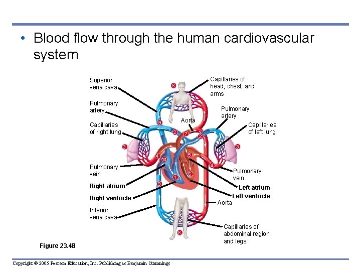  • Blood flow through the human cardiovascular system Superior vena cava Capillaries of