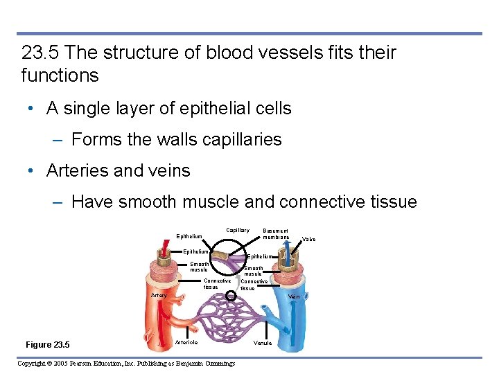 23. 5 The structure of blood vessels fits their functions • A single layer