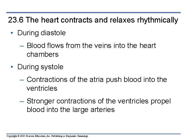 23. 6 The heart contracts and relaxes rhythmically • During diastole – Blood flows