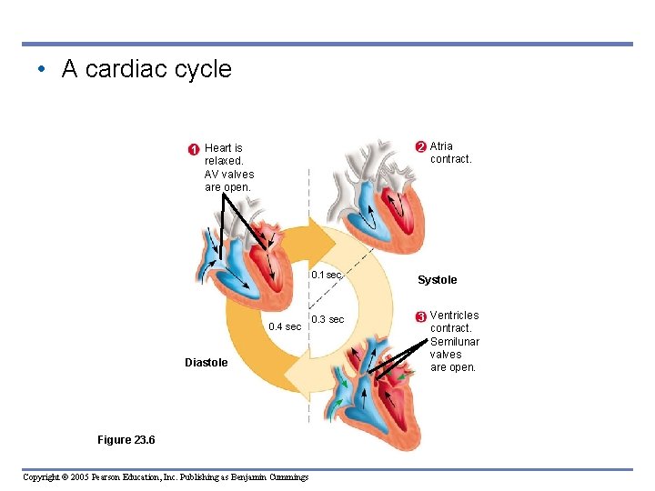  • A cardiac cycle 2 Atria contract. 1 Heart is relaxed. AV valves