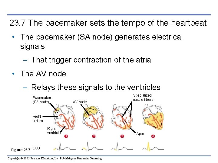 23. 7 The pacemaker sets the tempo of the heartbeat • The pacemaker (SA