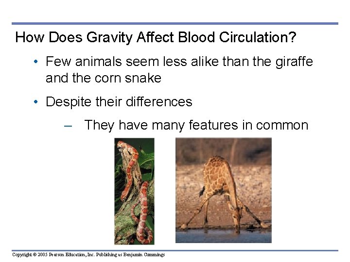 How Does Gravity Affect Blood Circulation? • Few animals seem less alike than the