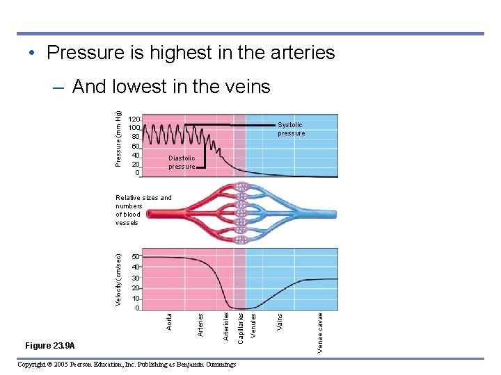 • Pressure is highest in the arteries Pressure (mm Hg) – And lowest