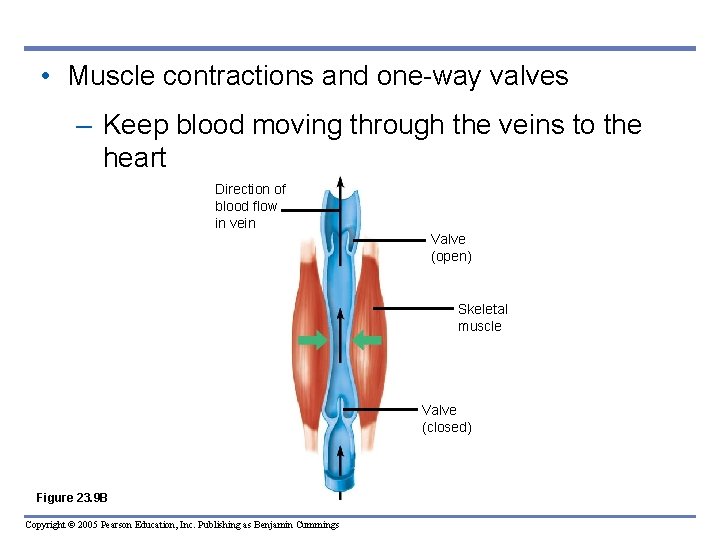  • Muscle contractions and one-way valves – Keep blood moving through the veins