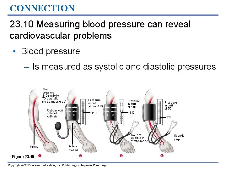 CONNECTION 23. 10 Measuring blood pressure can reveal cardiovascular problems • Blood pressure –