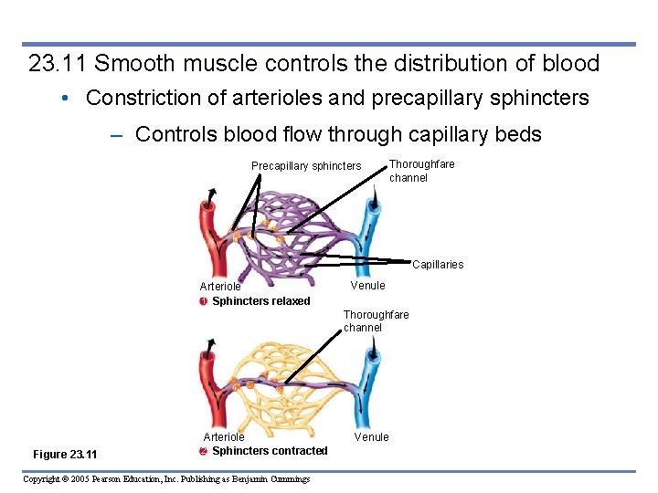 23. 11 Smooth muscle controls the distribution of blood • Constriction of arterioles and